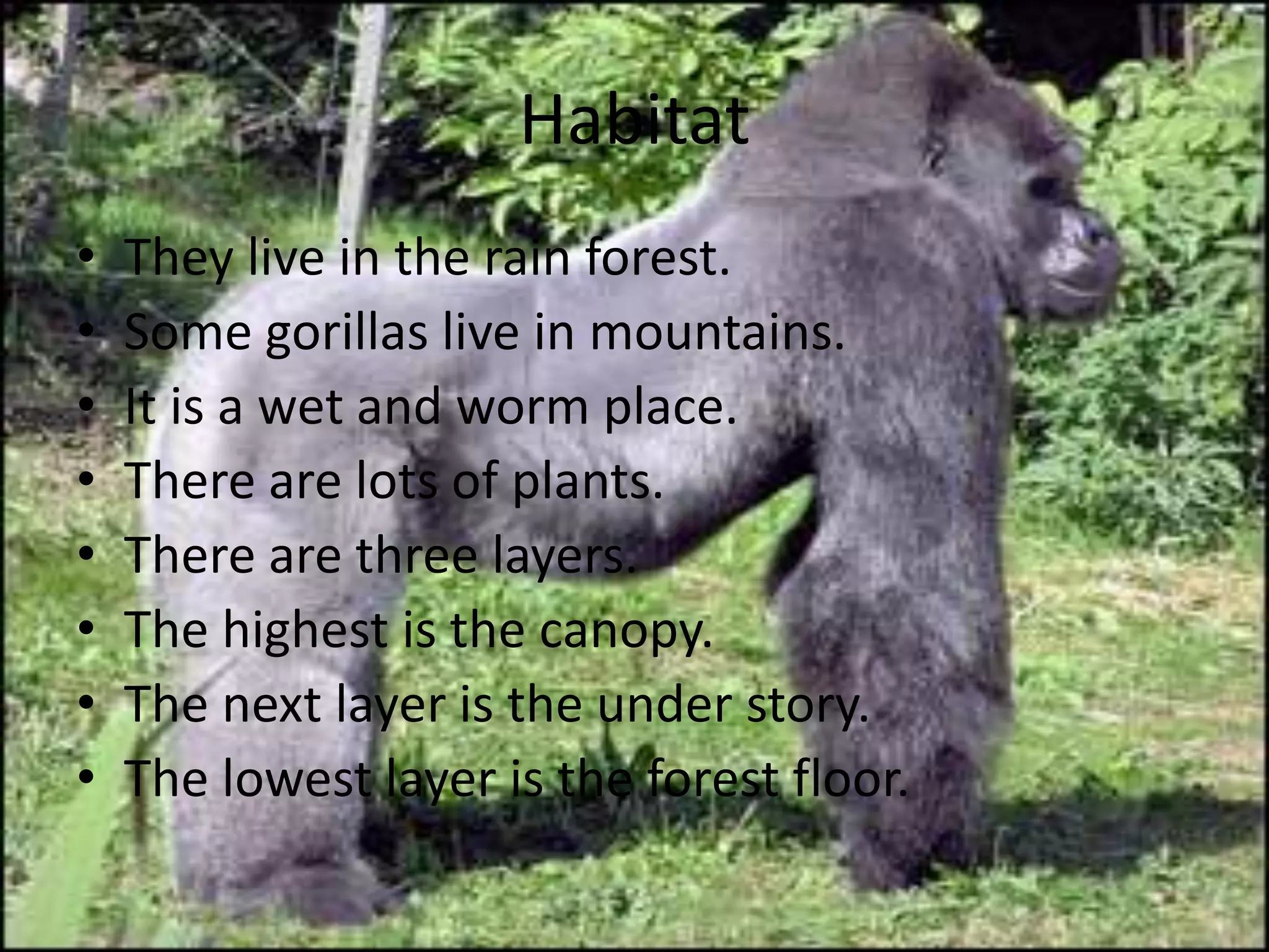HabitatThey live in the rain forest.Some gorillas live in mountains.It is a wet and worm place.There are lots of plants.There are three layers.The highest is the canopy.The next layer is the under story.The lowest layer is the forest floor.