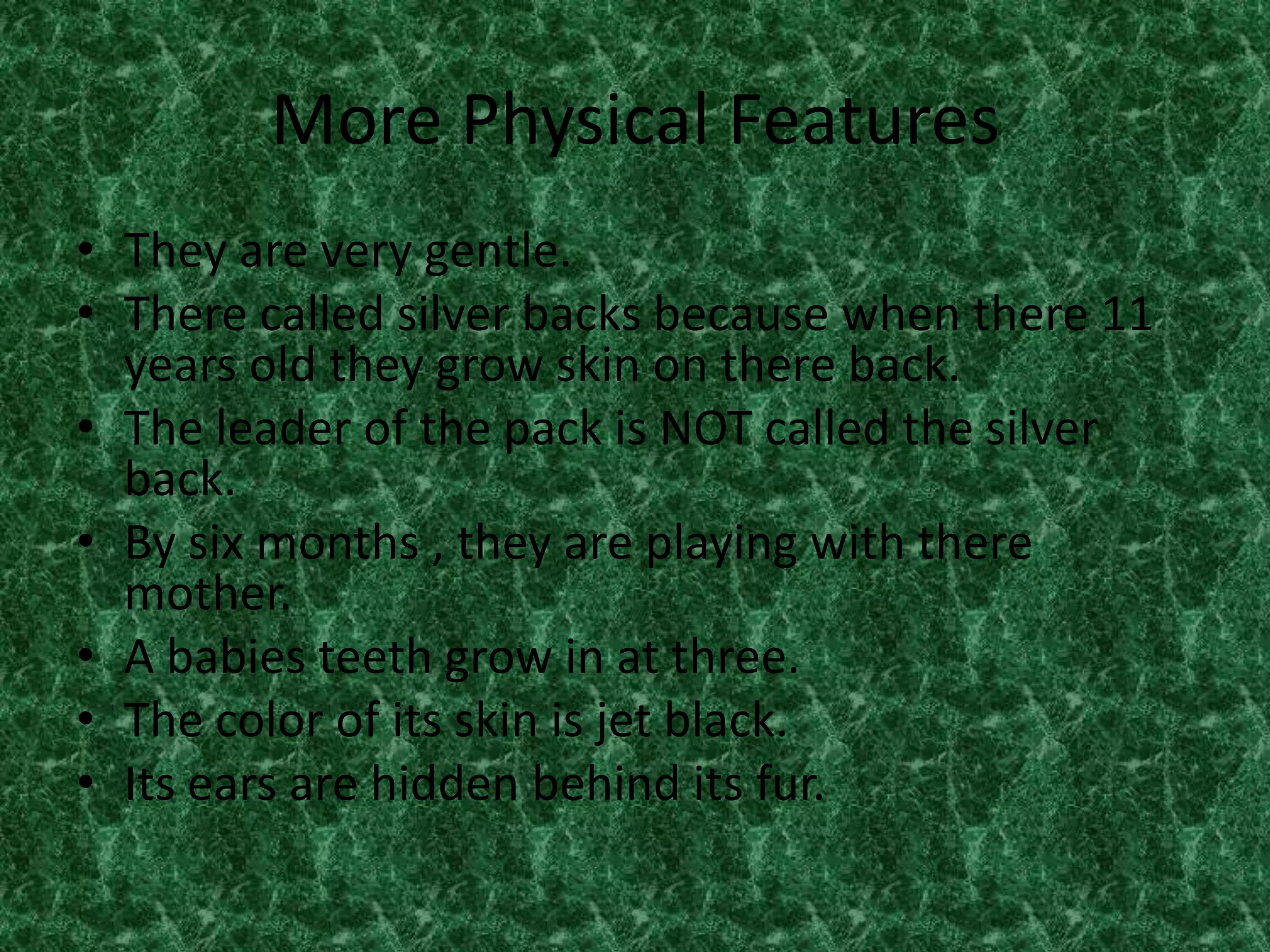 More Physical FeaturesThey are very gentle.There called silver backs because when there 11 years old they grow skin on there back.The leader of the pack is NOT called the silver back.By six months , they are playing with there mother.A babies teeth grow in at three.The color of its skin is jet black.Its ears are hidden behind its fur.
