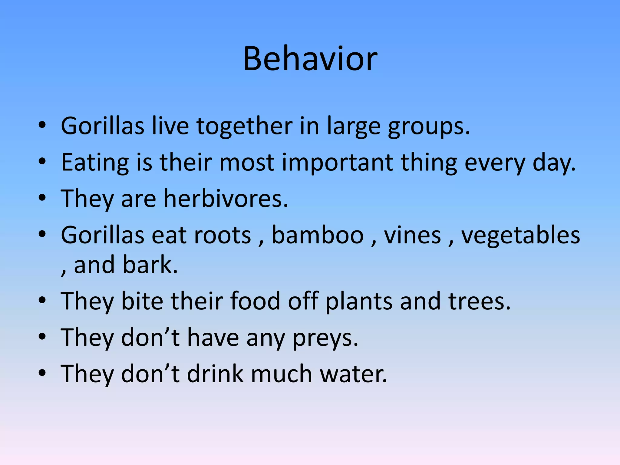 BehaviorGorillas live together in large groups.Eating is their most important thing every day.They are herbivores.Gorillas eat roots , bamboo , vines , vegetables , and bark.They bite their food off plants and trees.They don’t have any preys.They don’t drink much water.