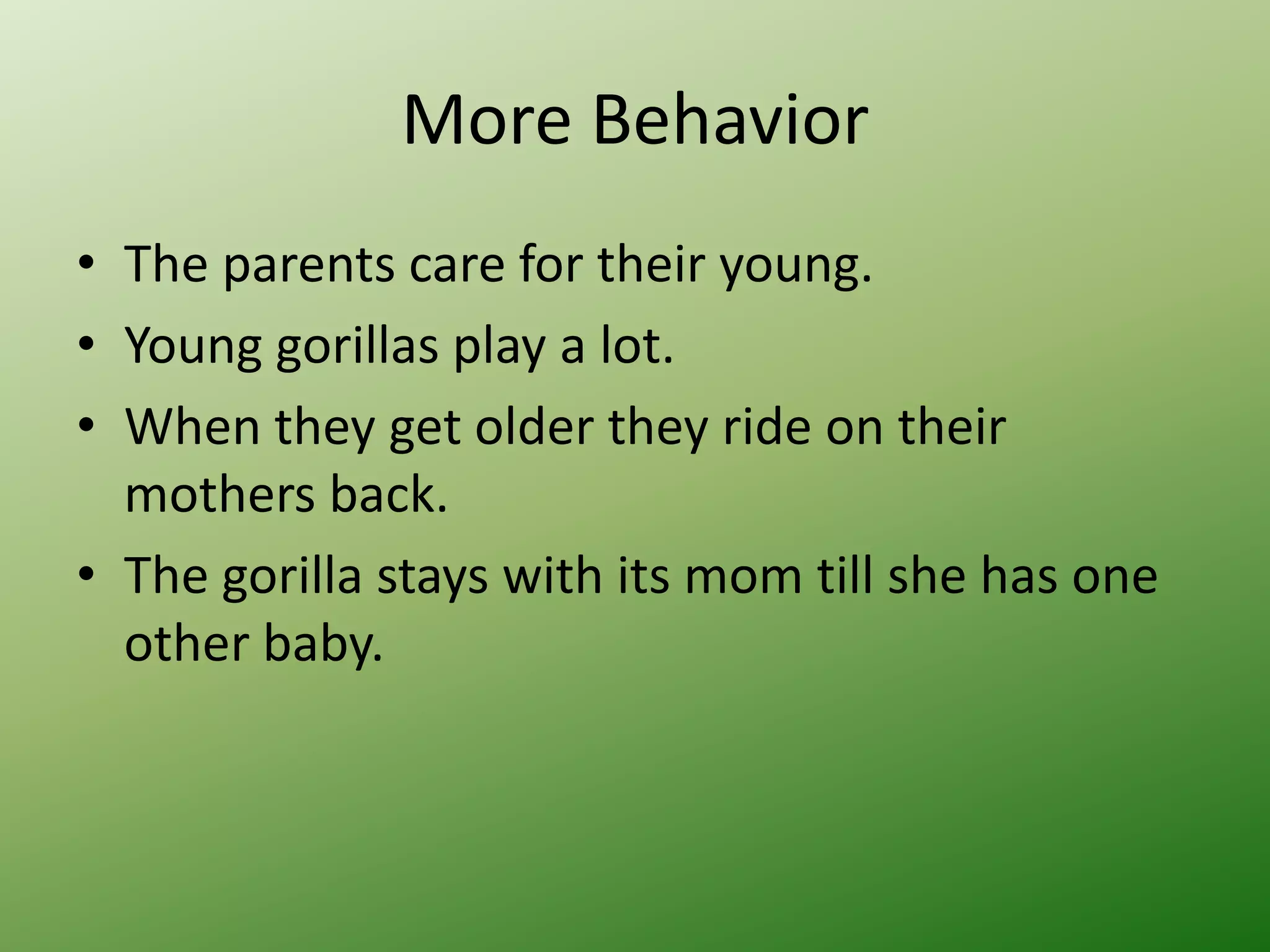 More BehaviorThe parents care for their young.Young gorillas play a lot.When they get older they ride on their mothers back.The gorilla stays with its mom till she has one other baby.