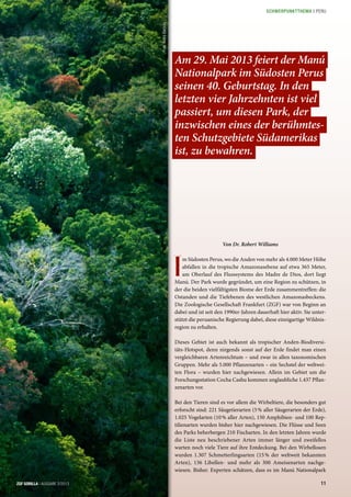 I
m Südosten Perus, wo die Anden von mehr als 4.000 Meter Höhe
abfallen in die tropische Amazonasebene auf etwa 365 Meter,
am Oberlauf des Flusssystems des Madre de Dios, dort liegt
Manú. Der Park wurde gegründet, um eine Region zu schützen, in
der die beiden vielfältigsten Biome der Erde zusammentreffen: die
Ostanden und die Tiefebenen des westlichen Amazonasbeckens.
Die Zoologische Gesellschaft Frankfurt (ZGF) war von Beginn an
dabei und ist seit den 1990er-Jahren dauerhaft hier aktiv. Sie unter-
stützt die peruanische Regierung dabei, diese einzigartige Wildnis-
region zu erhalten.
Dieses Gebiet ist auch bekannt als tropischer Anden-Biodiversi-
täts-Hotspot, denn nirgends sonst auf der Erde findet man einen
vergleichbaren Artenreichtum – und zwar in allen taxonomischen
Gruppen. Mehr als 5.000 Pflanzenarten – ein Sechstel der weltwei-
ten Flora – wurden hier nachgewiesen. Allein im Gebiet um die
Forschungsstation Cocha Cashu kommen unglaubliche 1.437 Pflan-
zenarten vor.
Bei den Tieren sind es vor allem die Wirbeltiere, die besonders gut
erforscht sind: 221 Säugetierarten (5% aller Säugerarten der Erde),
1.025 Vogelarten (10% aller Arten), 150 Amphibien- und 100 Rep-
tilienarten wurden bisher hier nachgewiesen. Die Flüsse und Seen
des Parks beherbergen 210 Fischarten. In den letzten Jahren wurde
die Liste neu beschriebener Arten immer länger und zweifellos
warten noch viele Tiere auf ihre Entdeckung. Bei den Wirbellosen
wurden 1.307 Schmetterlingsarten (15% der weltweit bekannten
Arten), 136 Libellen- und mehr als 300 Ameisenarten nachge-
wiesen. Bisher. Experten schätzen, dass es im Manú Nationalpark
Von Dr. Robert Williams
Foto:AndréBärtschi
Am 29. Mai 2013 feiert der Manú
Nationalpark im Südosten Perus
seinen 40. Geburtstag. In den
letzten vier Jahrzehnten ist viel
passiert, um diesen Park, der
inzwischen eines der berühmtes-
ten Schutzgebiete Südamerikas
ist, zu bewahren.
11ZGF GORILLA | AUSGABE 2/2013ZGF GORILLA | AUSGABE 2/2013
SCHWERPUNKTTHEMA | PERU
 