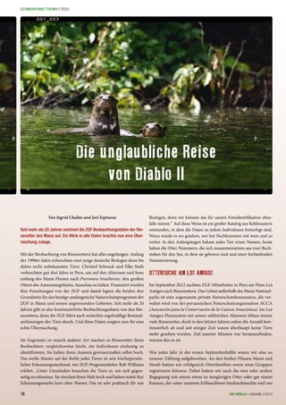 001_003
Seit mehr als 20 Jahren zeichnet die ZGF Beobachtungsdaten der Rie-
senotter des Manú auf. Ein Blick in alte Daten brachte nun eine Über-
raschung zutage.
Mit der Beobachtung von Riesenottern hat alles angefangen. Anfang
der 1990er-Jahre erforschten zwei junge deutsche Biologen diese bis
dahin recht unbekannten Tiere. Christof Schenck und Elke Staib
verbrachten gut drei Jahre in Peru, um auf den Altarmen und Seen
entlang des Manú-Flusses nach Pteronura brasiliensis, den großen
Ottern des Amazonasgebietes, Ausschau zu halten. Finanziert wurden
ihre Forschungen von der ZGF und damit legten die beiden den
Grundstein für das heutige umfangreiche Naturschutzprogramm der
ZGF in Manú und seinen angrenzenden Gebieten. Seit mehr als 20
Jahren gibt es also kontinuierliche Beobachtungsdaten von den Rie-
senottern, denn die ZGF führt auch weiterhin regelmäßige Bestand-
serfassungen der Tiere durch. Und diese Daten sorgten nun für eine
echte Überraschung.
Im Gegensatz zu manch anderer Art machen es Riesenotter ihren
Beobachtern vergleichsweise leicht, ein Individuum eindeutig zu
identifizieren. Sie halten ihren Ausweis gewissermaßen selbst hoch.
Das weiße Muster auf der Kehle jedes Tieres ist sein höchstpersön-
liches Erkennungsmerkmal, wie ZGF-Programmleiter Rob Williams
erklärt: „Unter Umständen brauchen die Tiere es, um sich gegen-
seitig zu erkennen. Sie strecken ihren Hals hoch und halten somit ihre
Erkennungsmarke kurz über Wasser. Das ist sehr praktisch für uns
Von Ingrid Chalán und Joel Espinoza Biologen, denn wir können das für unsere Fotoidentifikation eben-
falls nutzen.“ Auf diese Weise ist ein großer Katalog aus Kehlmustern
entstanden, in dem die Daten zu jedem Individuum hinterlegt sind.
Wann wurde es wo gesehen, wer hat Nachkommen mit wem und so
weiter. In den Anfangstagen bekam jedes Tier einen Namen, heute
haben die Otter Nummern, die sich zusammensetzen aus zwei Buch-
staben für den See, in dem sie geboren sind und einer fortlaufenden
Nummerierung.
OTTERSUCHE AM LOS AMIGOS
Im September 2012 suchten ZGF-Mitarbeiter in Peru am Fluss Los
Amigos nach Riesenottern. Das Gebiet außerhalb des Manú National-
parks ist eine sogenannte private Naturschutzkonzession, die ver-
waltet wird von der peruanischen Naturschutzorganisation ACCA
(Asociación para la Conservación de la Cuenca Amazónica). Im Los
Amigos-Flusssystem mit seinen zahlreichen Altarmen lebten immer
viele Riesenotter, doch in den letzten Jahren nahm die Anzahl kon-
tinuierlich ab und seit einiger Zeit waren überhaupt keine Tiere
mehr gesehen worden. Ziel unserer Mission war herauszufinden,
warum das so ist.
Wie jedes Jahr in der ersten Septemberhälfte waren wir also zu
unserer Zählung aufgebrochen. An den beiden Flüssen Manú und
Heath hatten wir erfolgreich Otterfamilien sowie neue Gruppen
registrieren können. Dabei hatten wir auch die eine oder andere
Begegnung mit einem etwas zu neugierigen Otter oder gar einem
Kaiman, der unter unserem Schlauchboot hindurchtauchte und uns
Die unglaubliche Reise
von Diablo II
18 ZGF GORILLA | AUSGABE 2/2013
SCHWERPUNKTTHEMA | PERU
 