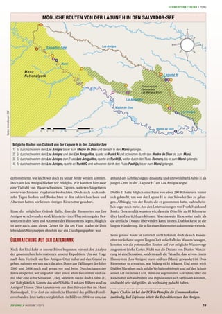 1
1
1
2
A
3
3
B
C
4
4
Los Amigos
Los Amigos
Los Amiguillos
Manú
Madre de Dios
Madre de Dios
Manú
Nationalpark
Conservation
Concession
Los Amigos River
Salvador-See
Lagune H
0 5 10 20 30 40
km
OW
N
S
2
3
2
1
2
3
demonstrierte, wie leicht wir doch zu seiner Beute werden könnten.
Doch am Los Amigos blieben wir erfolglos. Wir konnten hier zwar
eine Vielzahl von Wasserschweinen, Tapiren, weiteren Säugetieren
sowie verschiedene Vogelarten beobachten. Doch auch nach sieb-
zehn Tagen Suchen und Beobachten in den zahlreichen Seen und
Altarmen hatten wir keinen einzigen Riesenotter gesichtet.
Einer der möglichen Gründe dafür, dass die Riesenotter aus Los
Amigos verschwunden sind, könnte in einer Übernutzung der Res-
sourcen in den Seen und Altarmen des Flusssystems liegen. Möglich
ist aber auch, dass dieses Gebiet für die am Fluss Madre de Dios
lebenden Ottergruppen ohnehin nur ein Durchgangsgebiet war.
ÜBERRASCHUNG AUS DER DATENBANK
Nach der Rückkehr in unsere Büros begannen wir mit der Analyse
der gesammelten Informationen unserer Expedition. Um der Frage
nach dem Verbleib der Los Amigos-Otter näher auf den Grund zu
gehen, nahmen wir uns auch die alten Daten der Zählungen der Jahre
2000 und 2004 noch mal genau vor und beim Durchschauen der
Fotos stolperten wir ungeahnt über einen alten Bekannten und da-
mit über eine echte Sensation. „Hey, Moment, das ist doch Diablo II“,
rief Rob plötzlich. Konnte das sein? Diablo II auf den Bildern aus Los
Amigos? Diesen Otter kannten wir aus dem Salvador-See im Manú
Nationalpark. Er ist dort das männliche Elternteil des größten Famili-
enverbandes. Jetzt hatten wir plötzlich ein Bild von 2004 vor uns, das
Mögliche Routen von Diablo II von der Lagune H in den Salvador-See
1. Er durchschwamm den Los Amigos bis er zum Madre de Dios und danach in den Manú gelangte.
2. Er durchschwamm den Los Amigos und den Los Amiguillos, querte an Punkt A und schwamm durch den Madre de Dios bis zum Manú.
3. Er durchschwamm den Los Amigos zum Fluss Los Amiguillos, querte an Punkt B, weiter durch den Fluss Romero, bis er zum Manú gelangte.
4. Er durchschwamm den Los Amigos, querte an Punkt C und schwamm durch den Fluss Pachija, bis er zum Manú gelangte.
anhand des Kehlflecks ganz eindeutig und unzweifelhaft Diablo II als
jungen Otter in der „Lagune H“ am Los Amigos zeigte.
Diablo II hatte folglich eine Reise von etwa 290 Kilometern hinter
sich gebracht, um von der Lagune H in den Salvador-See zu gelan-
gen. Abhängig von der Route, die er genommen hatte, wahrschein-
lich sogar noch mehr. Aus den Untersuchungen von Frank Hajek und
Jessica Groenendijk wussten wir, dass die Otter bis zu 80 Kilometer
über Land zurücklegen können. Aber dass ein Riesenotter mehr als
die dreifache Distanz überwinden kann, ist neu. Diablos Reise ist die
längste Wanderung, die je für einen Riesenotter dokumentiert wurde.
Seine genaue Route ist natürlich nicht bekannt, doch da sich Riesen-
otter nur äußerst ungern längere Zeit außerhalb des Wassers bewegen,
konnten wir die potenziellen Routen auf vier mögliche Wasserwege
eingrenzen (siehe Karte). Nicht nur die Distanz von Diablos Wande-
rung ist eine Sensation, sondern auch die Tatsache, dass er von einem
Flusssystem (Los Amigos) in ein anderes (Manú) gewandert ist. Dass
Riesenotter so etwas tun, war bislang nicht bekannt. Und somit wirft
Diablos Marathon auch auf die Verhaltensbiologie und auf den Schutz
seiner Art ein neues Licht, denn die sogenannten Korridore, über die
Riesenotter sich ausbreiten und Populationen sich verbinden könnten,
sind wohl sehr viel größer, als wir bislang gedacht haben.
Ingrid Chalán ist bei der ZGF in Peru für die Kommunikation
zuständig, Joel Espinoza leitete die Expedition zum Los Amigos.
MÖGLICHE ROUTEN VON DER LAGUNE H IN DEN SALVADOR-SEE
Karten:himmelbraun/ZGF
19ZGF GORILLA | AUSGABE 2/2013
SCHWERPUNKTTHEMA | PERU
 