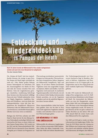 Die „Pampas del Heath“ sind eine tropisch-
feuchte Savanne, die einzige in ganz Peru.
Die Pampas del Heath liegen innerhalb des
mehr als 1 Mio. Hektar großen Bahuaja
Sonene Nationalparks im östlichsten Teil
des Amazonasgebiets von Madre de Dios
und nahe der Grenze zwischen Peru und
Bolivien. Trotz der vergleichsweise gerin-
gen räumlichen Ausdehnung beherbergt
diese Savanne eine überraschend vielfältige
Fauna mit einer Vielzahl endemischer Arten
von Vögeln, Säugetieren, Amphibien, Rep-
tilien und Wirbellosen. Auch eine Reihe eher
außergewöhnlicher Arten lebt hier, bei-
spielsweise der Sumpfhirsch (Blastocerus
dichotomus) oder der Mähnenwolf (Chryso-
cyon brachyurus), und darüber hinaus gibt es
offenbar noch neue Arten zu entdecken.
Biologen der ZGF-Peru arbeiten seit 2009
Hand in Hand mit der für den Bahuaja So-
nene Nationalpark zuständigen Behörde und
untersuchen die Fauna in einem Gebiet mit
dem Namen Pampa Juliaca. 2012 wurde von
der ZGF und der Naturschutzbehörde SER-
NANP (Servicio Nacional de Áreas Naturales
Protegidas por el Estado) ein Programm zur
Überwachung verschiedener taxonomischer
Gruppen ins Leben gerufen. Überwacht wer-
den darin beispielsweise höhere Säugetiere
wie Mähnenwolf, Sumpfhirsch, Tapir und
Jaguar, 30 auf dieses Habitat beschränkte
Vogelarten sowie eine ausgewählte Gruppe
von Spinnen, Käfern und Libellen. Auch die
Vegetation wird untersucht. In markierten
Vegetationsparzellen wird erforscht, wie sich
die in diesem Gebiet häufig vorkommenden
Brände auswirken, wie sie die Vegetation
verändern und wie die natürliche Regenera-
tion dieser Savanne abläuft.
Diese wissenschaftliche Arbeit hat bereits
dazu geführt, dass vier bis dato in Peru
noch nicht registrierte Vogelarten entdeckt
wurden; und sicherlich wird es noch wei-
tere Überraschungen geben.
DER MÄHNENWOLF IST NACH
PERU ZURÜCKGEKEHRT
Mähnenwölfe, die rotbraunen, langbeinigen,
eher an Füchse erinnernden Wölfe Südame-
rikas, lieben die offene Landschaft, Gras-
land oder Wald mit lichtem Baumbestand.
Der Verbreitungsschwerpunkt von Chry-
socyon brachyurus liegt in Brasilien, aber
auch in Bolivien, Argentinien und Para-
guay kommt er vor. In Uruguay gilt er als
ausgestorben und in Peru liegt gerade der
letzte westliche Zipfel seines Verbreitungs-
gebietes.
Im Jahr 1976 wurde der Mähnenwolf erst-
malig in Peru nachgewiesen, von R. K. Hoff-
mann und seinen Mitarbeitern in den Pampas
del Heath. Die Anwesenheit des Mähnen-
wolfes war einer der Hauptgründe, warum
dieses Gebiet 1983 zum Schutzgebiet erklärt
und 1996 dann in den Nationalpark Bahuaja
Sonene eingebunden wurde. Die letzten va-
gen Hinweise auf die Art gab es anhand von
lokalen Berichten aus den Jahren 1992 und
1996, danach blieb die weitere Suche nach
dem Mähnenwolf in Peru ergebnislos.
Erst 2009 und 2010 gab es wieder ein klares
Lebenszeichen des langbeinigen Wolfes. Das
Team der ZGF führte unter der Leitung von
Rob Williams eine Evaluierung in Pampa Ju-
liaca durch und entdeckte zunächst Spuren
und Exkremente, die belegten, dass Mähnen-
Entdeckung und
Wiederentdeckung
in Pampas del Heath
Nach 34 Jahren konnte der Mähnenwolf in Peru wieder nachgewiesen
werden und auch eine neue Skorpionart ist aufgetaucht.
Von José Antonio Ochoa
20 ZGF GORILLA | AUSGABE 2/2013
SCHWERPUNKTTHEMA | PERU
 