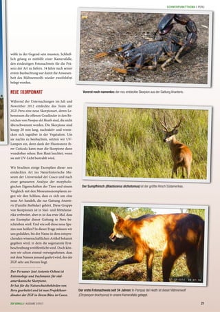 wölfe in der Gegend sein mussten. Schließ-
lich gelang es mithilfe einer Kamerafalle,
den eindeutigen Fotonachweis für die Prä-
senz der Art zu liefern. 34 Jahre nach seiner
ersten Beobachtung war damit die Anwesen-
heit des Mähnenwolfs wieder zweifelsfrei
belegt worden.
NEUE SKORPIONART
Während der Untersuchungen im Juli und
November 2012 entdeckte das Team der
ZGF-Peru eine neue Skorpionart, deren Le-
bensraum die offenen Grasländer in den Be-
reichen von Pampas del Heath sind, die nicht
überschwemmt werden. Die Skorpione sind
knapp 20 mm lang, nachtaktiv und verste-
cken sich tagsüber in der Vegetation. Um
sie nachts zu beobachten, setzten wir UV-
Lampen ein, denn dank der Fluoreszenz ih-
rer Cuticula kann man die Skorpione dann
wunderbar sehen: Ihre Haut leuchtet, wenn
sie mit UV-Licht bestrahlt wird.
Wir brachten einige Exemplare dieser neu
entdeckten Art ins Naturhistorische Mu-
seum der Universidad del Cusco und nach
einer genaueren Analyse der morpholo-
gischen Eigenschaften der Tiere und einem
Vergleich mit den Museumsexemplaren zo-
gen wir den Schluss, dass es sich um eine
neue Art handelt, die zur Gattung Anante-
ris (Familie Buthidae) gehört. Diese Gruppe
von Skorpionen ist in Süd- und Mittelame-
rika verbreitet, aber es ist das erste Mal, dass
ein Exemplar dieser Gattung in Peru be-
schrieben wird. Und wie soll diese neue Spe-
zies nun heißen? In dieser Frage müssen wir
uns gedulden, bis der Name in dem entspre-
chenden wissenschaftlichen Artikel bekannt
gegeben wird, in dem die sogenannte Erst-
beschreibung veröffentlicht wird. Doch kön-
nen wir schon einmal vorwegnehmen, dass
mit dem Namen jemand geehrt wird, der der
ZGF sehr am Herzen liegt.
Der Peruaner José Antonio Ochoa ist
Entomologe und Fachmann für süd-
amerikanische Skorpione.
Er hat für die Naturschutzbehörden von
Peru gearbeitet und ist nun Projektkoor-
dinator der ZGF in ihrem Büro in Cusco.
07-19-2012 08:37:18
Der erste Fotonachweis seit 34 Jahren: In Pampas del Heath ist dieser Mähnenwolf
(Chrysocyon brachyurus) in unsere Kamerafalle getappt.
Der Sumpfhirsch (Blastocerus dichotomus) ist der größte Hirsch Südamerikas.
Vorerst noch namenlos: der neu entdeckte Skorpion aus der Gattung Ananteris.
21ZGF GORILLA | AUSGABE 2/2013
SCHWERPUNKTTHEMA | PERU
 