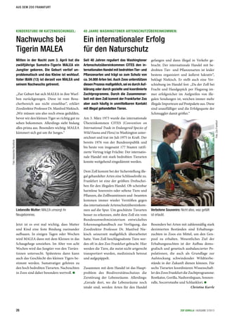40 JAHRE WASHINGTONER ARTENSCHUTZÜBEREINKOMMEN:
Ein internationaler Erfolg
für den Naturschutz
Seit 40 Jahren reguliert das Washingtoner
Artenschutzübereinkommen CITES den in-
ternationalen Handel mit bedrohten Tier- und
Pflanzenarten und trägt so zum Schutz von
ca. 34.000 Arten bei. Auch Zoos unterstützen
diesen Prozess maßgeblich,sei es durch Auf-
klärung oder durch gezielte und koordinierte
Zuchtprogramme. Durch die Zusammenar-
beit mit dem Zoll kommt der Frankfurter Zoo
aber auch häufig in unmittelbaren Kontakt
mit illegal gehandelten Tieren.
Am 3. März 1973 wurde das internationale
Übereinkommen CITES (Convention on
International Trade in Endangered Species of
Wild Fauna and Flora) in Washington unter-
zeichnet und trat im Juli 1975 in Kraft. Der
bereits 1976 von der Bundesrepublik und
bis heute von insgesamt 177 Staaten ratifi-
zierte Vertrag trägt Früchte: Der internatio-
nale Handel mit stark bedrohten Tierarten
konnte weitgehend eingedämmt werden.
Dem Zoll kommt bei der Sicherstellung ille-
gal gehandelter Arten eine Schlüsselrolle zu.
Frankfurt ist eine der größten Drehschei-
ben für den illegalen Handel. Ob scheinbar
harmlose Souvenirs oder seltene Tiere und
Pflanzen, die Zollbeamtinnen und -beamten
kommen immer wieder Verstößen gegen
das internationale Artenschutzübereinkom-
men auf die Spur. Um geschützte Tierarten
besser zu erkennen, steht dem Zoll ein vom
Bundesumweltministerium entwickeltes
Erkennungshandbuch zur Verfügung, das
Zoodirektor Professor Dr. Manfred Nie-
kisch seinerzeit maßgeblich überarbeitet
hatte. Vom Zoll beschlagnahmte Tiere wer-
den oft in den Zoo Frankfurt gebracht. Hier
werden die Tiere, die meist nicht artgerecht
transportiert wurden, medizinisch betreut
und aufgepäppelt.
Zusammen mit dem Handel ist das Haupt-
problem des Biodiversitätsschutzes die
Zerstörung der Lebensräume. Allerdings:
„Gerade dort, wo die Lebensräume noch
intakt sind, werden Arten für den Handel
gefangen und dann illegal in Verkehr ge-
bracht. Der internationale Handel mit be-
drohten Tier- und Pflanzenarten ist leider
bestens organisiert und äußerst lukrativ“,
beklagt Niekisch. Er stellt auch eine Ver-
schiebung im Handel fest: „Da der Zoll bei
Fracht und Handgepäck per Flugzeug im-
mer erfolgreicher im Aufgreifen von ille-
galen Sendungen ist, weichen immer mehr
illegale Importeure auf Postpakete aus. Diese
sind unauffälliger und die Erfolgsquote der
Schmuggler damit größer.“
Besonders bei Arten mit zahlenmäßig stark
dezimierten Beständen sind Erhaltungs-
zuchten in Zoos ein Mittel, um den Gen-
pool zu erhalten. Wesentliches Ziel der
Erhaltungszuchten ist der Aufbau demo-
grafisch und genetisch ausbalancierter Po-
pulationen, die auch als Grundlage zur
Aufstockung schwindender Wildtierbe-
stände in der Zukunft dienen können. Für
sechs Tierarten koordinieren Wissenschaft-
ler des Zoos Frankfurt die Zuchtprogramme:
Rostkatze, Gorilla, Nashornleguan, Sonnen-
ralle, Socorrotaube und Schlanklori.
Christine Kurrle
Foto:ZooFrankfurt
Verbotene Souvenirs: Nicht alles, was gefällt
ist erlaubt.
KINDERSTUBE IM KATZENDSCHUNGEL:
Nachwuchs bei
Tigerin MALEA
Mitten in der Nacht zum 3. April hat die
zwölfjährige Sumatra-Tigerin MALEA ein
Jungtier geboren. Die Geburt verlief un-
problematisch und das Kleine ist wohlauf.
Vater IBAN (13) ist derzeit von MALEA und
seinem Nachwuchs getrennt.
„Zur Geburt hat sich MALEA in ihre Wurf-
box zurückgezogen. Diese ist vom Besu-
cherbereich aus nicht einsehbar“, erklärt
Zoodirektor Professor Dr. Manfred Niekisch.
„Wir müssen uns also noch etwas gedulden,
bevor wir den kleinen Tiger so richtig gut zu
sehen bekommen. Allerdings sieht bislang
alles prima aus. Besonders wichtig: MALEA
kümmert sich gut um ihr Junges.“
Jetzt ist es erst mal wichtig, dass Mutter
und Kind eine feste Bindung zueinander
aufbauen. In einigen Tagen oder Wochen
wird MALEA dann mit dem Kleinen in das
Schaugehege umziehen. Im Alter von acht
Wochen wird das Jungtier von den Tierärz-
tinnen untersucht. Spätestens dann kann
auch das Geschlecht des kleinen Tigers be-
stimmt werden. Sumatratiger gehören zu
den hoch bedrohten Tierarten. Nachzuchten
in Zoos sind daher besonders wertvoll.
Liebevolle Mutter: MALEA umsorgt ihr
Neugeborenes.
Foto:HessischerRundfunk
26 ZGF GORILLA | AUSGABE 2/2013
AUS DEM ZOO FRANKFURT
 