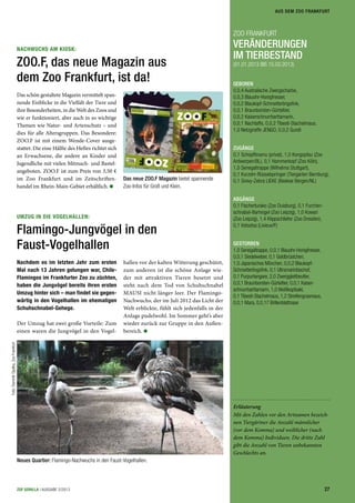 ZOO FRANKFURT
VERÄNDERUNGEN
IM TIERBESTAND
(01.01.2013 BIS 15.03.2013)
GEBOREN
0,0,4 Australische Zwergscharbe,
0,0,3 Blauohr-Honigfresser,
0,0,2 Blaukopf-Schmetterlingsﬁnk,
0,0,1 Braunborsten-Gürteltier,
0,0,2 Kaiserschnurrbarttamarin,
0,0,1 Nachtaffe, 0,0,2 Tibesti-Stachelmaus,
1,0 Netzgiraffe JENGO, 0,0,2 Gundi
ZUGÄNGE
0,1 Schopftinamu (privat), 1,0 Kongopfau (Zoo
Antwerpen/BL), 0,1 Hammerkopf (Zoo Köln),
1,0 Senegaltrappe (Wilhelma Stuttgart),
0,1 Kurzohr-Rüsselspringer (Tiergarten Bernburg),
0,1 Grevy-Zebra LIEKE (Beekse Bergen/NL)
ABGÄNGE
0,1 Fischerturako (Zoo Duisburg), 0,1 Furchen-
schnabel-Bartvogel (Zoo Leipzig), 1,0 Kowari
(Zoo Leipzig), 1,4 Klippschliefer (Zoo Dresden),
0,1 Votsotsa (Lisieux/F)
GESTORBEN
1,0 Senegaltrappe, 0,0,1 Blauohr-Honigfresser,
0,0,1 Siedelweber, 0,1 Goldbrüstchen,
1,0 Japanisches Mövchen, 0,0,2 Blaukopf-
Schmetterlingsfink, 0,1 Ultramarinbischof,
0,1 Purpurtangare, 2,0 Zwerggleitbeutler,
0,0,1 Braunborsten-Gürteltier, 0,0,1 Kaiser-
schnurrbarttamarin, 1,0 Weißkopfsaki,
0,1 Tibesti-Stachelmaus, 1,2 Streifengrasmaus,
0,0,1 Mara, 0,0,17 Brillenblattnase
Erläuterung
Mit den Zahlen vor den Artnamen bezeich-
nen Tiergärtner die Anzahl männlicher
(vor dem Komma) und weiblicher (nach
dem Komma) Individuen. Die dritte Zahl
gibt die Anzahl von Tieren unbekannten
Geschlechts an.
UMZUG IN DIE VOGELHALLEN:
Flamingo-Jungvögel in den
Faust-Vogelhallen
Nachdem es im letzten Jahr zum ersten
Mal nach 13 Jahren gelungen war, Chile-
Flamingos im Frankfurter Zoo zu züchten,
haben die Jungvögel bereits ihren ersten
Umzug hinter sich – man findet sie gegen-
wärtig in den Vogelhallen im ehemaligen
Schuhschnabel-Gehege.
Der Umzug hat zwei große Vorteile: Zum
einen waren die Jungvögel in den Vogel-
Foto:DominikOpalka,ZooFrankfurt
Neues Quartier: Flamingo-Nachwuchs in den Faust-Vogelhallen.
hallen vor der kalten Witterung geschützt,
zum anderen ist die schöne Anlage wie-
der mit attraktiven Tieren besetzt und
steht nach dem Tod von Schuhschnabel
MAUSI nicht länger leer. Der Flamingo-
Nachwuchs, der im Juli 2012 das Licht der
Welt erblickte, fühlt sich jedenfalls in der
Anlage pudelwohl. Im Sommer geht’s aber
wieder zurück zur Gruppe in den Außen-
bereich.
NACHWUCHS AM KIOSK:
ZOO.F, das neue Magazin aus
dem Zoo Frankfurt, ist da!
Das schön gestaltete Magazin vermittelt span-
nende Einblicke in die Vielfalt der Tiere und
ihre Besonderheiten, in die Welt des Zoos und
wie er funktioniert, aber auch in so wichtige
Themen wie Natur- und Artenschutz – und
dies für alle Altersgruppen. Das Besondere:
ZOO.F ist mit einem Wende-Cover ausge-
stattet. Die eine Hälfte des Heftes richtet sich
an Erwachsene, die andere an Kinder und
Jugendliche mit vielen Mitmach- und Bastel-
angeboten. ZOO.F ist zum Preis von 3,50 €
im Zoo Frankfurt und im Zeitschriften-
handel im Rhein-Main-Gebiet erhältlich.
Das neue ZOO.F Magazin bietet spannende
Zoo-Infos für Groß und Klein.
27ZGF GORILLA | AUSGABE 2/2013
AUS DEM ZOO FRANKFURT
 