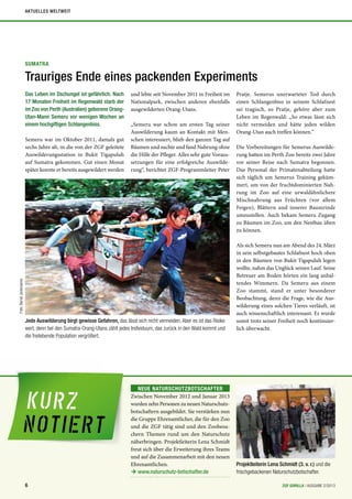 SUMATRA
Trauriges Ende eines packenden Experiments
Das Leben im Dschungel ist gefährlich. Nach
17 Monaten Freiheit im Regenwald starb der
im Zoo von Perth (Australien) geborene Orang-
Utan-Mann Semeru vor wenigen Wochen an
einem hochgiftigen Schlangenbiss.
Semeru war im Oktober 2011, damals gut
sechs Jahre alt, in die von der ZGF geleitete
Auswilderungsstation in Bukit Tigapuluh
auf Sumatra gekommen. Gut einen Monat
später konnte er bereits ausgewildert werden
und lebte seit November 2011 in Freiheit im
Nationalpark, zwischen anderen ebenfalls
ausgewilderten Orang-Utans.
„Semeru war schon am ersten Tag seiner
Auswilderung kaum an Kontakt mit Men-
schen interessiert, blieb den ganzen Tag auf
Bäumen und suchte und fand Nahrung ohne
die Hilfe der Pfleger. Alles sehr gute Voraus-
setzungen für eine erfolgreiche Auswilde-
rung“, berichtet ZGF-Programmleiter Peter
Pratje. Semerus unerwarteter Tod durch
einen Schlangenbiss in seinem Schlafnest
sei tragisch, so Pratje, gehöre aber zum
Leben im Regenwald: „So etwas lässt sich
nicht vermeiden und hätte jeden wilden
Orang-Utan auch treffen können.“
Die Vorbereitungen für Semerus Auswilde-
rung hatten im Perth Zoo bereits zwei Jahre
vor seiner Reise nach Sumatra begonnen.
Das Personal der Primatenabteilung hatte
sich täglich um Semerus Training geküm-
mert, um von der fruchtdominierten Nah-
rung im Zoo auf eine urwaldähnlichere
Mischnahrung aus Früchten (vor allem
Feigen), Blättern und innerer Baumrinde
umzustellen. Auch bekam Semeru Zugang
zu Bäumen im Zoo, um den Nestbau üben
zu können.
Als sich Semeru nun am Abend des 24. März
in sein selbstgebautes Schlafnest hoch oben
in den Bäumen von Bukit Tigapuluh legen
wollte, nahm das Unglück seinen Lauf. Seine
Betreuer am Boden hörten ein lang anhal-
tendes Wimmern. Da Semeru aus einem
Zoo stammt, stand er unter besonderer
Beobachtung, denn die Frage, wie die Aus-
wilderung eines solchen Tieres verläuft, ist
auch wissenschaftlich interessant. Er wurde
somit trotz seiner Freiheit noch kontinuier-
lich überwacht.
Foto:BerndJonkmanns
NEUE NATURSCHUTZBOTSCHAFTER
Zwischen November 2012 und Januar 2013
wurden zehn Personen zu neuen Naturschutz-
botschaftern ausgebildet. Sie verstärken nun
die Gruppe Ehrenamtlicher, die für den Zoo
und die ZGF tätig sind und den Zoobesu-
chern Themen rund um den Naturschutz
näherbringen. Projektleiterin Lena Schmidt
freut sich über die Erweiterung ihres Teams
und auf die Zusammenarbeit mit den neuen
Ehrenamtlichen.
Ú www.naturschutz-botschafter.de
Jede Auswilderung birgt gewisse Gefahren, das lässt sich nicht vermeiden. Aber es ist das Risiko
wert, denn bei den Sumatra-Orang-Utans zählt jedes Individuum, das zurück in den Wald kommt und
die freilebende Population vergrößert.
Projektleiterin Lena Schmidt (3. v. r.) und die
frischgebackenen Naturschutzbotschafter.
6 ZGF GORILLA | AUSGABE 2/2013
AKTUELLES WELTWEIT
 