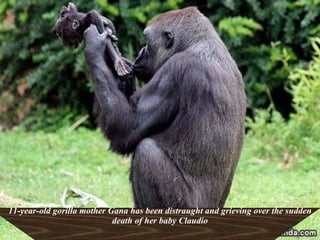 11-year-old gorilla mother Gana has been distraught and grieving over the sudden death of her baby Claudio 