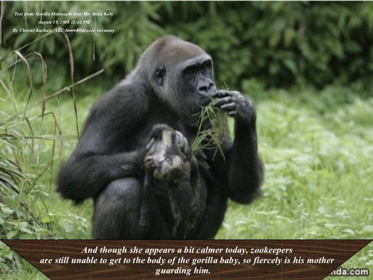 Gorilla Distraught Over Her Dead Baby