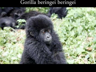 Gorilla beringei beringei
 