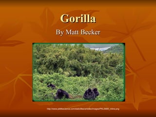 Gorilla By Matt Becker http://www.pklifescience.com/staticfiles/articles/images/PKLS684_inline.png 