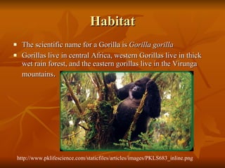 Habitat The scientific name for a Gorilla is  Gorilla gorilla   Gorillas live in central Africa, western Gorillas live in thick wet rain forest, and the eastern gorillas live in the Virunga mountains .  http://www.pklifescience.com/staticfiles/articles/images/PKLS683_inline.png 