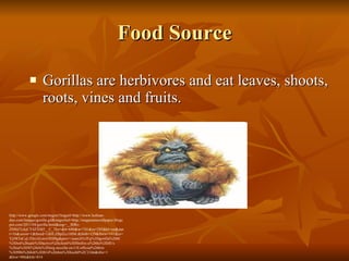 Food Source Gorillas are herbivores and eat leaves, shoots, roots, vines and fruits.  http://www.google.com/imgres?imgurl=http://www.lesbian-duo.com/Images/gorilla.gif&imgrefurl=http://magatamawallpaper.blogspot.com/2011/04/gorilla.html&usg=__BlRz-ZMSZTckjCY4ZXM5__C_Tks=&h=680&w=741&sz=295&hl=en&start=16&zoom=1&tbnid=1dHLZBpZcc10IM:&tbnh=129&tbnw=141&ei=YjrMTaCqL5DciALmvODJBg&prev=/search%3Fq%3Dgorilla%26hl%3Den%26safe%3Dactive%26client%3Dfirefox-a%26hs%3DJUx%26sa%3DX%26rls%3Dorg.mozilla:en-US:official%26biw%3D986%26bih%3D814%26tbm%3Disch0%2C2166&itbs=1 &biw=986&bih=814 