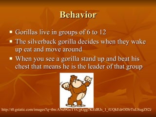 Behavior Gorillas live in groups of 6 to 12 The silverback gorilla decides when they wake up eat and move around When you see a gorilla stand up and beat his chest that means he is the leader of that group  http://t0.gstatic.com/images?q=tbn:ANd9GcTYCjjGgg7KEdRJs_1_tUQkEdrODlrTuLSugZ82ZaAakqgNR8fz 