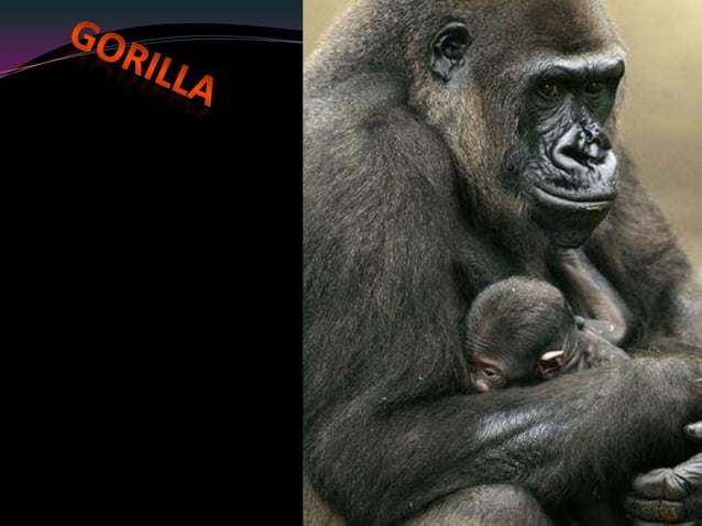 Gorilla Physical Characteristics, Habitat, Range, Food and More | PPT