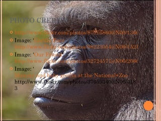 PHOTO CREDITS http://www.flickr.com/photos/87076860@N00/13664762 Image: ' Gorilla Face ' http://www.flickr.com/photos/98223054@N00/1521 Image: ' Our Friend ' http://www.flickr.com/photos/52724571@N00/206680704 Image: ' Mommy and baby gorilla at the National+Zoo ' http://www.flickr.com/photos/37659340@N06/4183