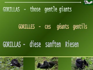 GORILLES  -  ces  géants  gentils GORILLAS -  diese  sanften  Riesen  GORILLAS  -  those  gentle giants 
