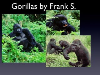 Gorillas by Frank S. 