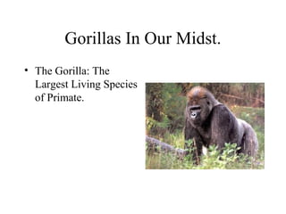Gorillas In Our Midst.
• The Gorilla: The
  Largest Living Species
  of Primate.
 