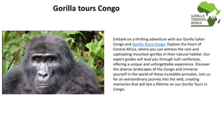 Gorilla tours Congo
Embark on a thrilling adventure with our Gorilla Safari
Congo and Gorilla Tours Congo. Explore the heart of
Central Africa, where you can witness the rare and
captivating mountain gorillas in their natural habitat. Our
expert guides will lead you through lush rainforests,
offering a unique and unforgettable experience. Discover
the diverse landscapes of the Congo and immerse
yourself in the world of these incredible primates. Join us
for an extraordinary journey into the wild, creating
memories that will last a lifetime on our Gorilla Tours in
Congo.
 