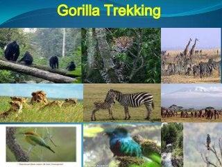 Gorilla Trekking
 