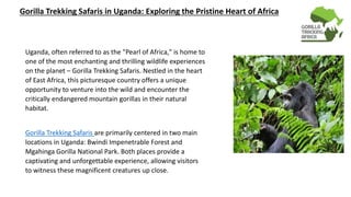 Gorilla Trekking Safaris in Uganda: Exploring the Pristine Heart of Africa
Uganda, often referred to as the "Pearl of Africa," is home to
one of the most enchanting and thrilling wildlife experiences
on the planet – Gorilla Trekking Safaris. Nestled in the heart
of East Africa, this picturesque country offers a unique
opportunity to venture into the wild and encounter the
critically endangered mountain gorillas in their natural
habitat.
Gorilla Trekking Safaris are primarily centered in two main
locations in Uganda: Bwindi Impenetrable Forest and
Mgahinga Gorilla National Park. Both places provide a
captivating and unforgettable experience, allowing visitors
to witness these magnificent creatures up close.
 