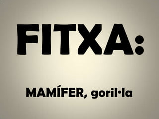 FITXA: MAMÍFER, goril·la 