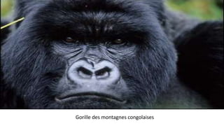 Gorille des montagnes congolaises 
 