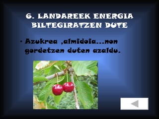 6. LANDAREEK ENERGIA BILTEGIRATZEN DUTE Azukrea ,almidoia...non gordetzen duten azaldu. 