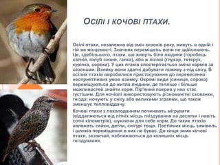 З якого числа починають колядувати