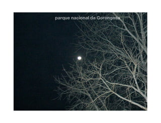 Gorongosa