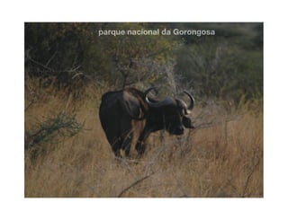 Gorongosa