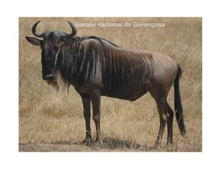 Gorongosa
