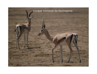 Gorongosa
