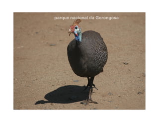 Gorongosa