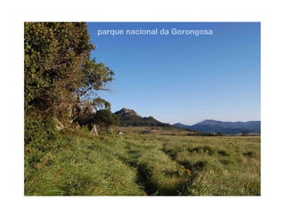 Gorongosa