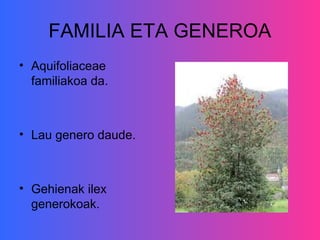 FAMILIA ETA GENEROA
• Aquifoliaceae
  familiakoa da.



• Lau genero daude.



• Gehienak ilex
  generokoak.
 