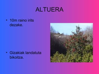 ALTUERA
• 10m raino irits
  dezake.




• Gizakiak landatuta
  bikoitza.
 