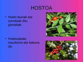 HOSTOA
• Hosto leunak eta
  zorrotzak ditu
  gorostiak.



• Hostozabala,
  iraunkorra eta bakuna
  da.
 