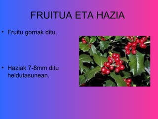 FRUITUA ETA HAZIA
• Fruitu gorriak ditu.




• Haziak 7-8mm ditu
  heldutasunean.
 