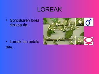 LOREAK
• Gorostiaren lorea
  dioikoa da.



• Loreak lau petalo
ditu.
 