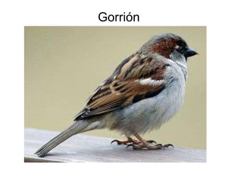 Gorrión 