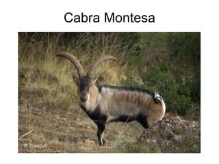 Cabra Montesa