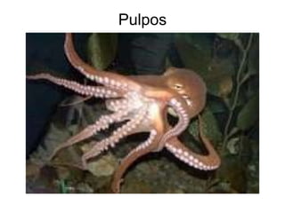 Pulpos