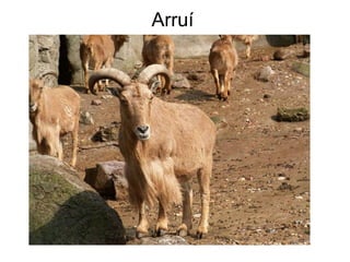 Arruí