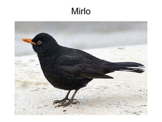 Mirlo