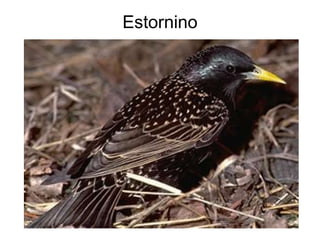 Estornino