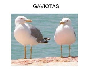 GAVIOTAS