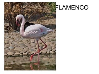 FLAMENCO